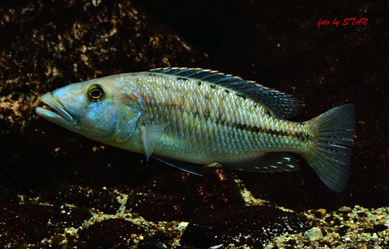 Tyrannochromis maculiceps